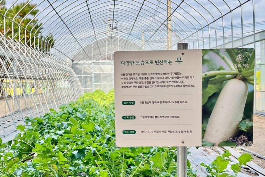 Une serre avec une pancarte indiquant la présence d’aubergines. 5