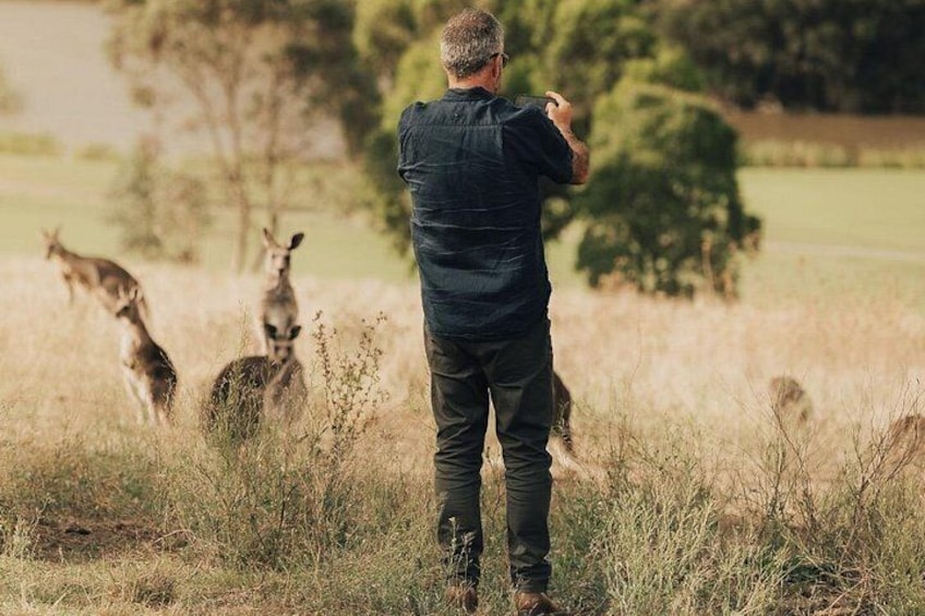 Get up close to wild Kangaroos on our Kangaroo Safari 2