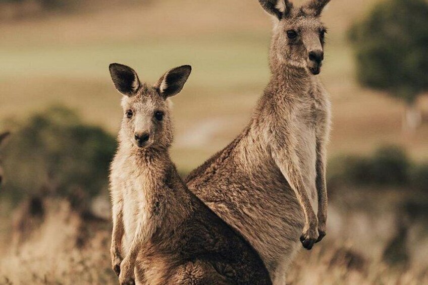 Spot wild Kangaroos 2