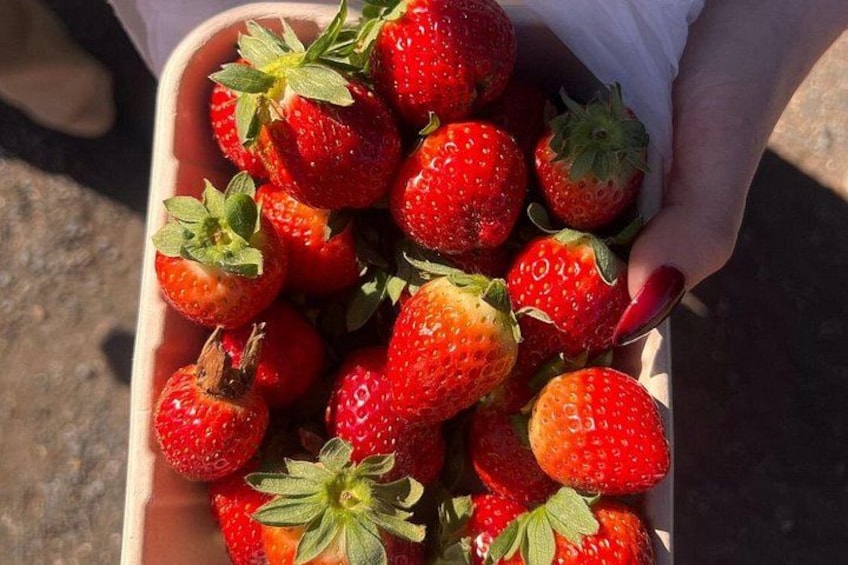 Try Fresh Strawberries at a strawberry farm 3
