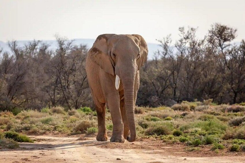 Full-Day Aquila Safari and Wine Tasting from Cape Town 1