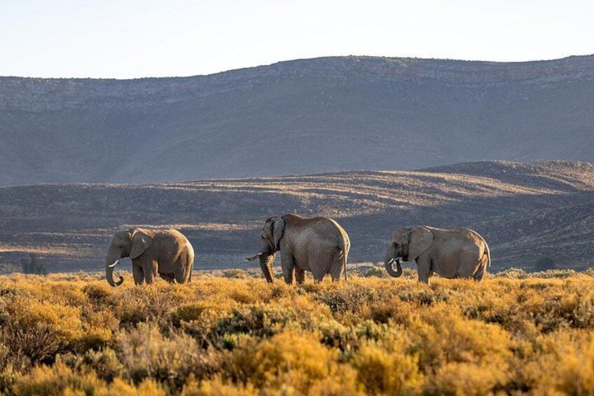 Full-Day Aquila Safari and Wine Tasting from Cape Town 2
