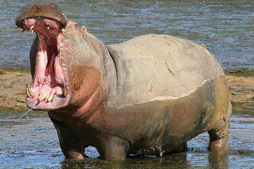 A hippopotamus in water with its mouth open. 1