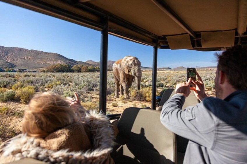Full-Day Aquila Safari and Wine Tasting from Cape Town 3
