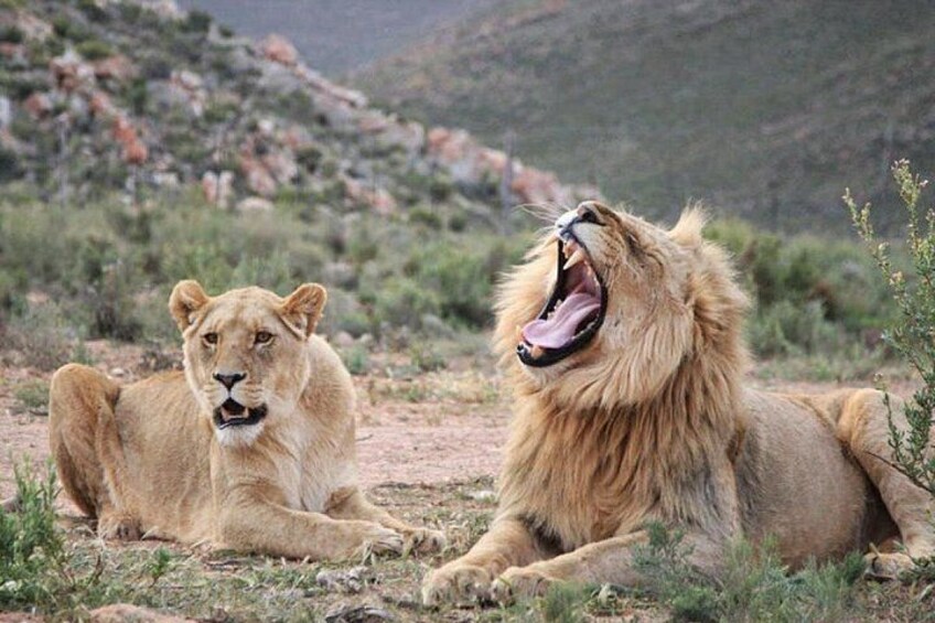 Full-Day Aquila Safari and Wine Tasting from Cape Town 5