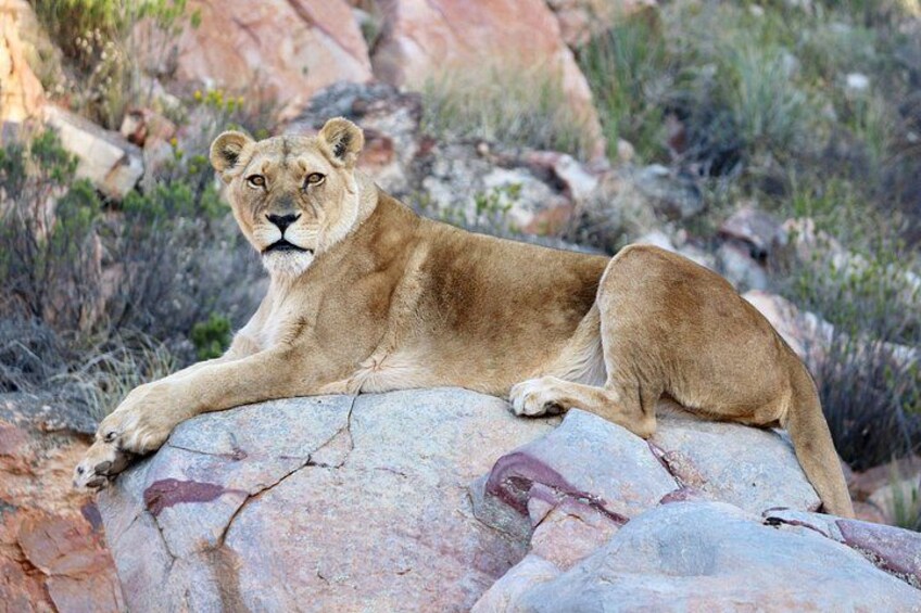 Full-Day Aquila Safari and Wine Tasting from Cape Town 4