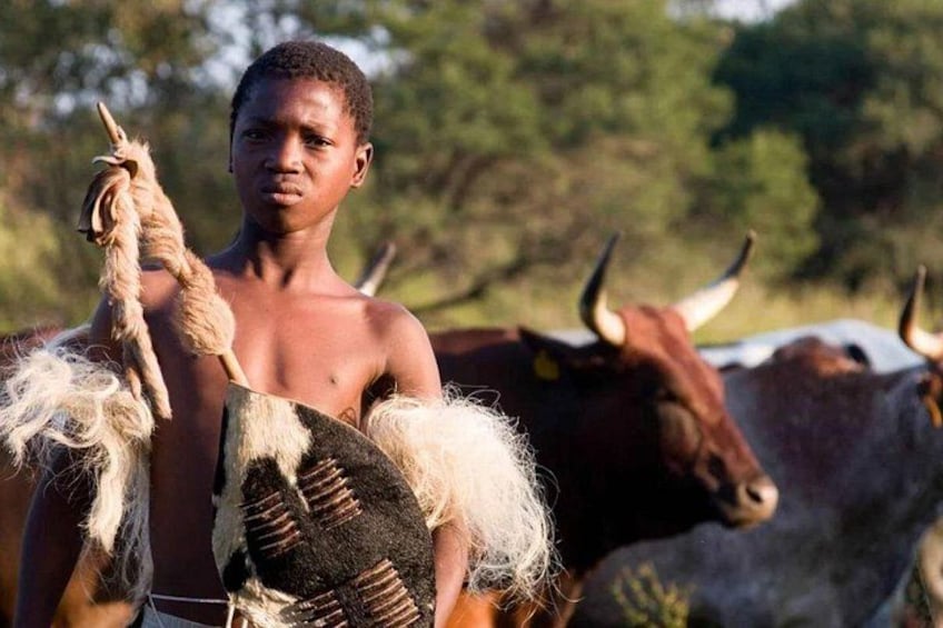 A person holding a patterned cloth, with two bulls in the background. 3