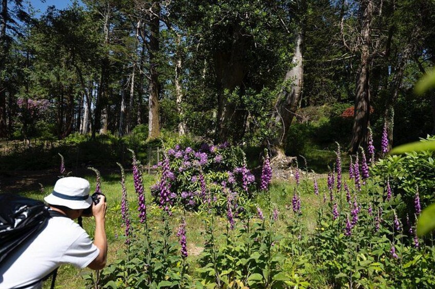 A person taking a photo of purple flowers in a forest. 1