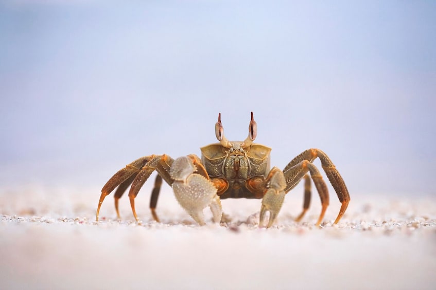 Un crabe sur une surface sablonneuse. 5