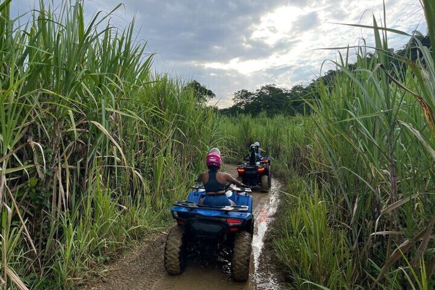 ATV Jungle Adventure 