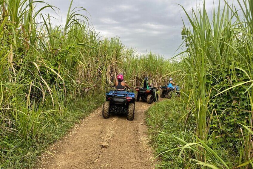 ATV Jungle Adventure 