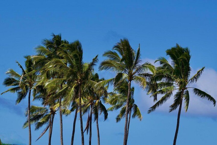Oahu Private Tour Customizable 4