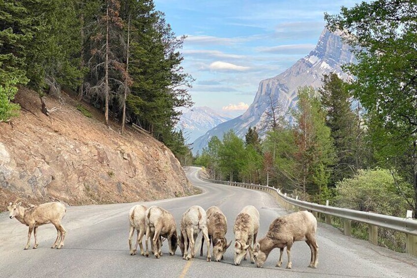 A road with a herd of sheep grazing, surrounded by trees and mountains. 1