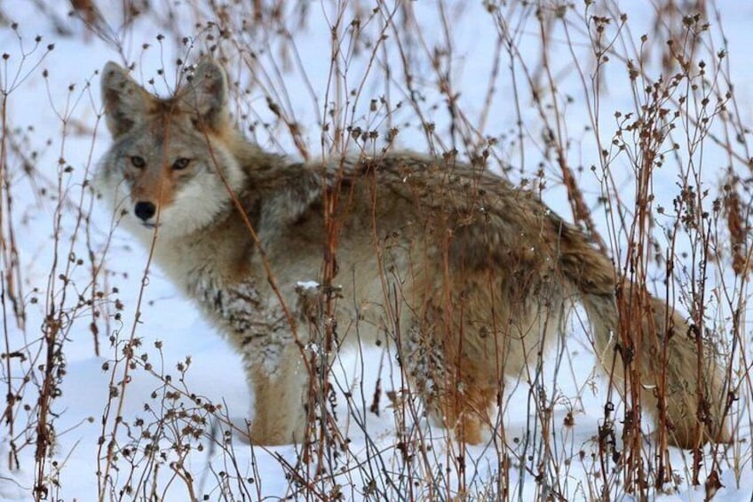 Fox 2