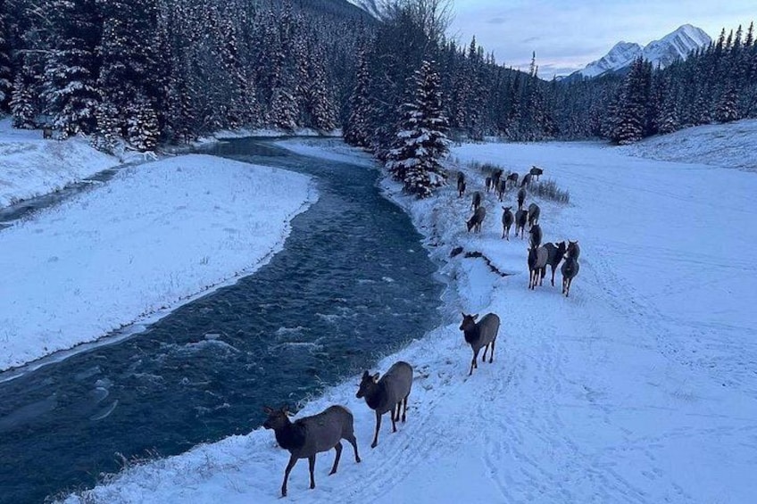 Elk crossing 4