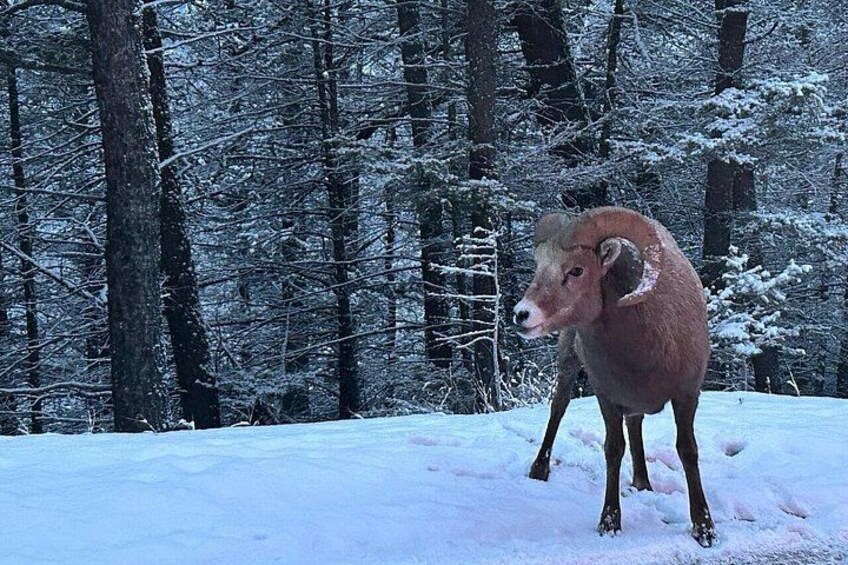 Big Horn Sheep 2