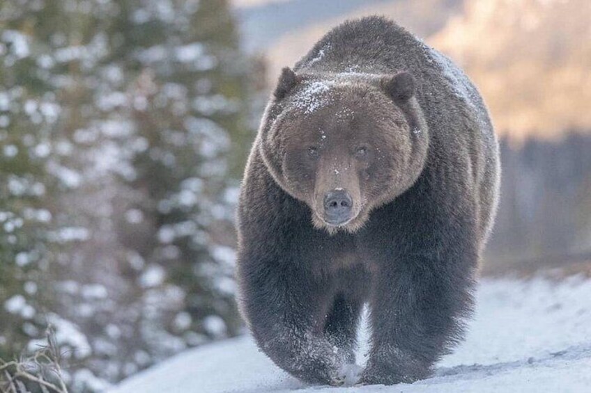Bear 122 2