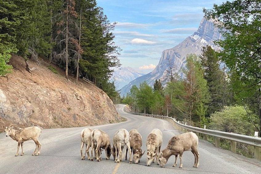 Wildlife Encounters in Banff 2