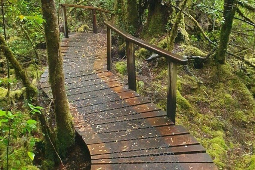 Rainforest walk - creepy crawly trail South West National Park, Tasmania 3
