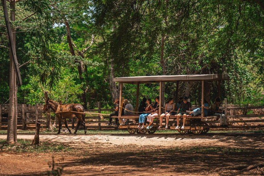 3 Hour Tour in The Sotuta de Peón Live Museum 2