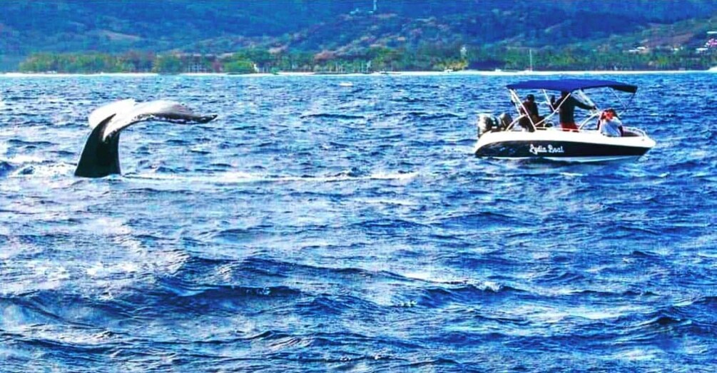 Un barco llamado 'Kia Pearl' en el océano, con la cola de una ballena visible sobre el agua. 1