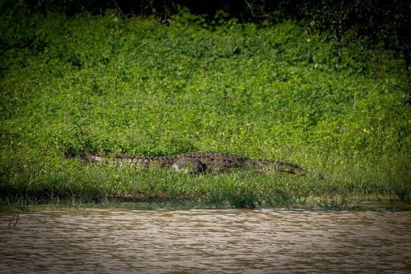 Udawalawe National Park Half Day Jeep Safari (Private Tour) 4
