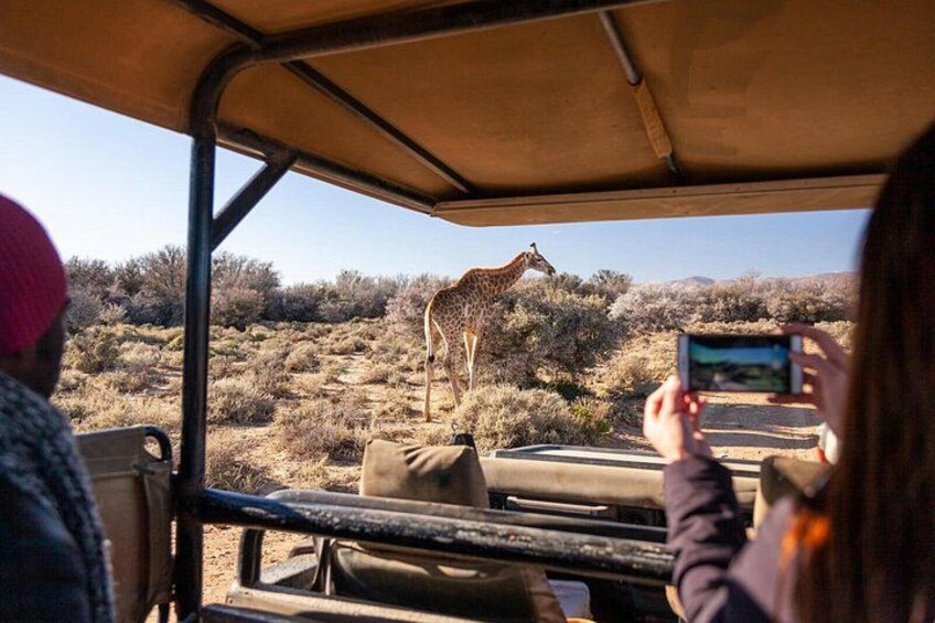 A giraffe standing on a road with a vehicle and people observing. 5