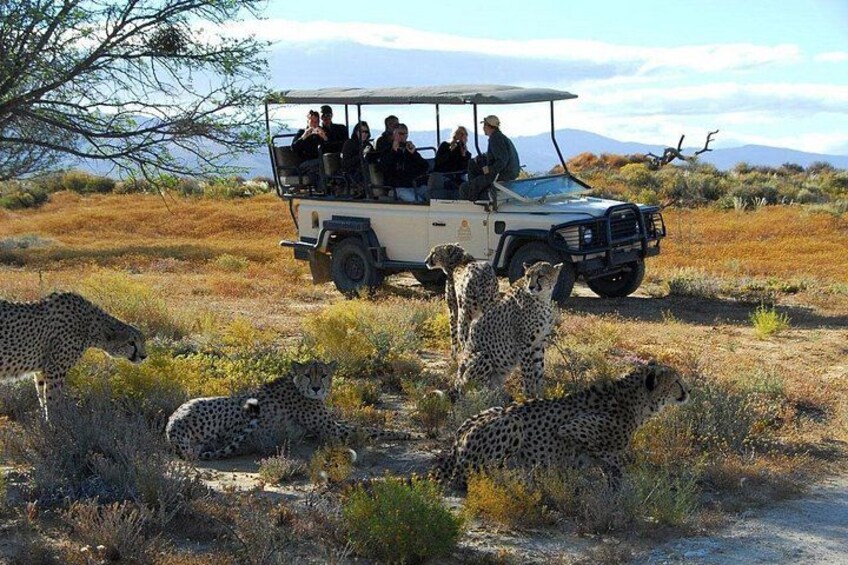 A safari vehicle with passengers observing cheetahs in a natural landscape. 1