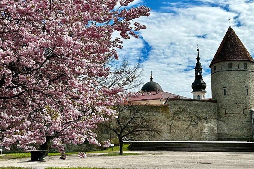 Sakura's gentle embrace on 500-year-old walls. Tallinn's captivating contrasts 4