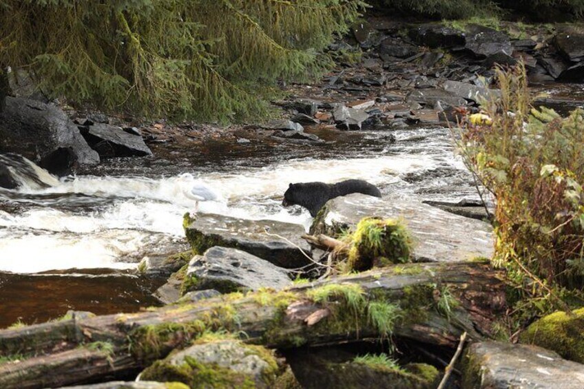 Ein Fluss fließt über Felsen, ein Bär ist im Wasser. 2