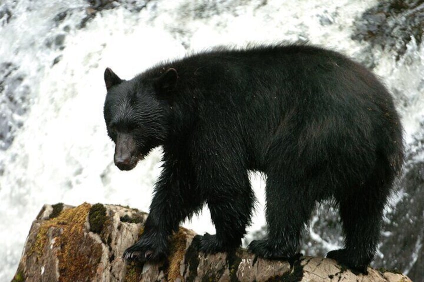 Ein Schwarzbär steht auf einem Felsen, im Hintergrund ein Wasserfall. 1