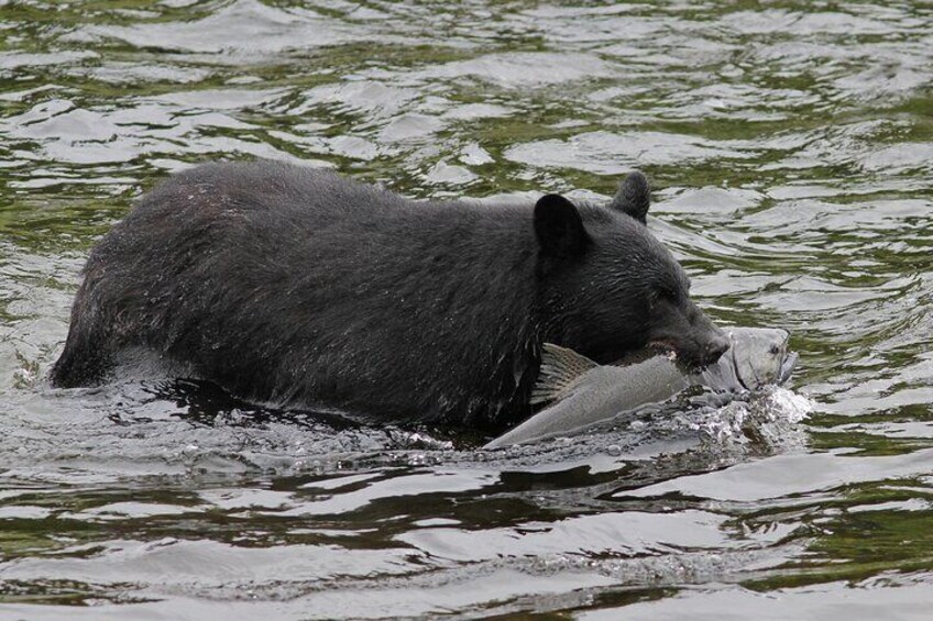 Ein Bär fängt einen Fisch in einem Fluss. 5