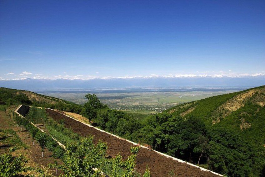 Alazani Valley View 4