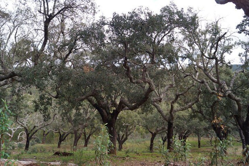A grove of olive trees with dense foliage and a natural landscape. 2