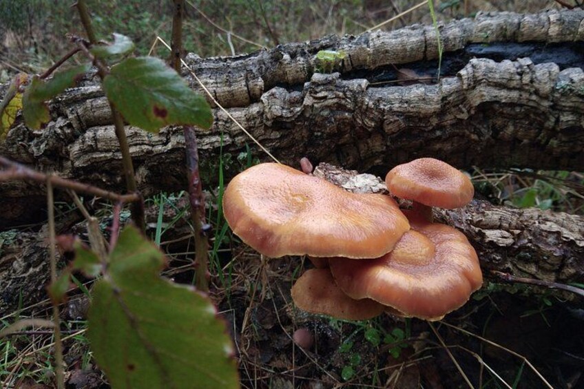 A cluster of orange mushrooms growing on a log in a forest. 5