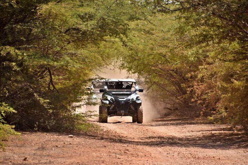 Un vehículo circulando por un camino de tierra rodeado de árboles. 2