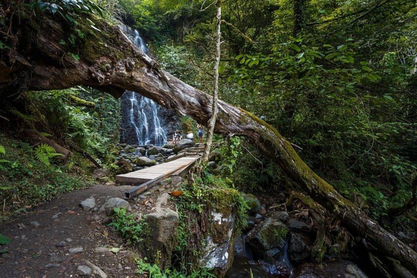 Een houten brug over een waterval, omringd door weelderige begroeiing en een omgevallen boom. 1
