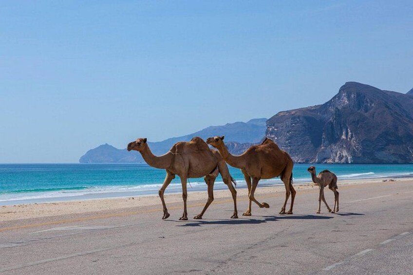 Dromedari che camminano su una spiaggia con montagne sullo sfondo. 4