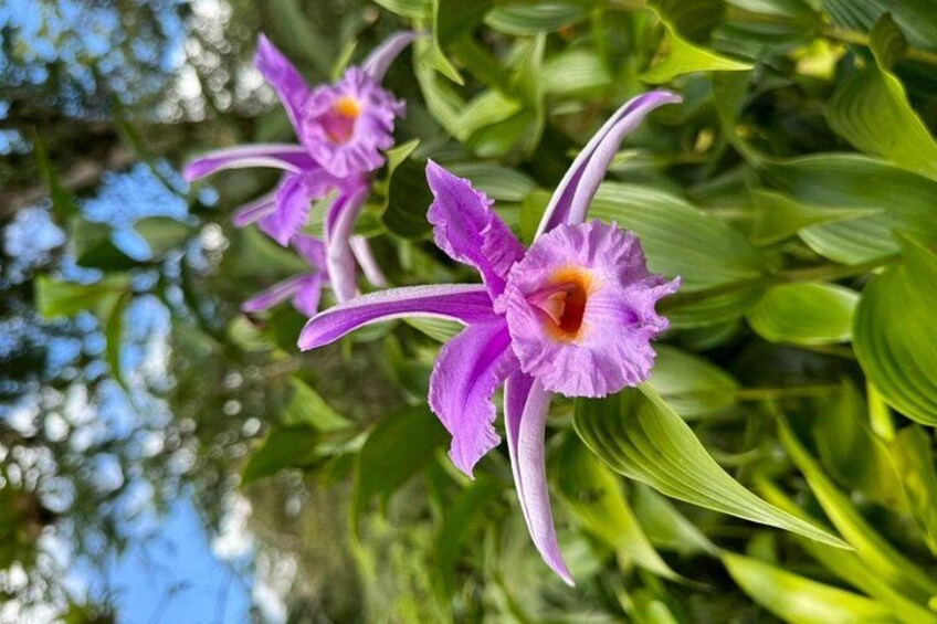 Orchids 3