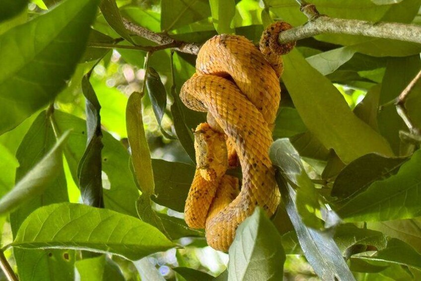 palm pit viper 5