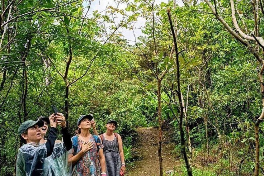 Sloth Wildlife Experience, Coffee, Chocolate & Waterfall 3