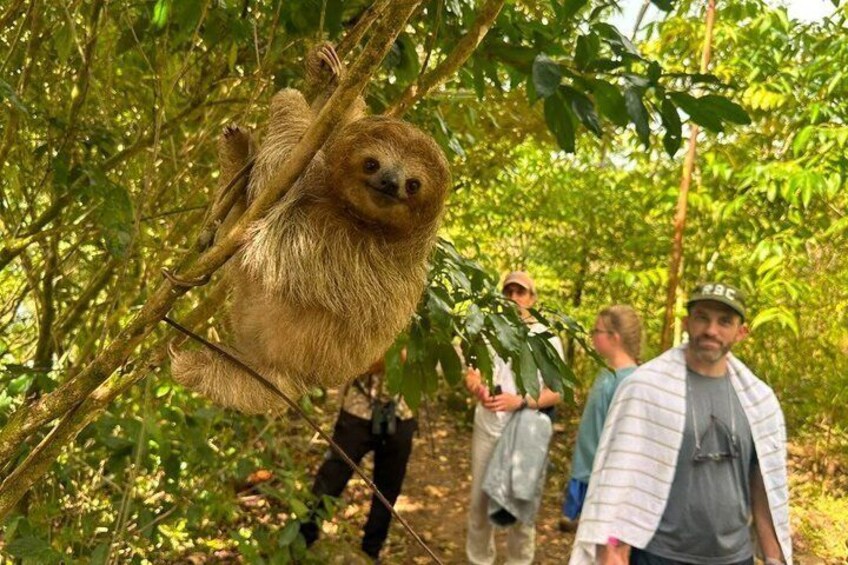 Sloth Watching , Coffee, Chocolate & waterfall Experience 3