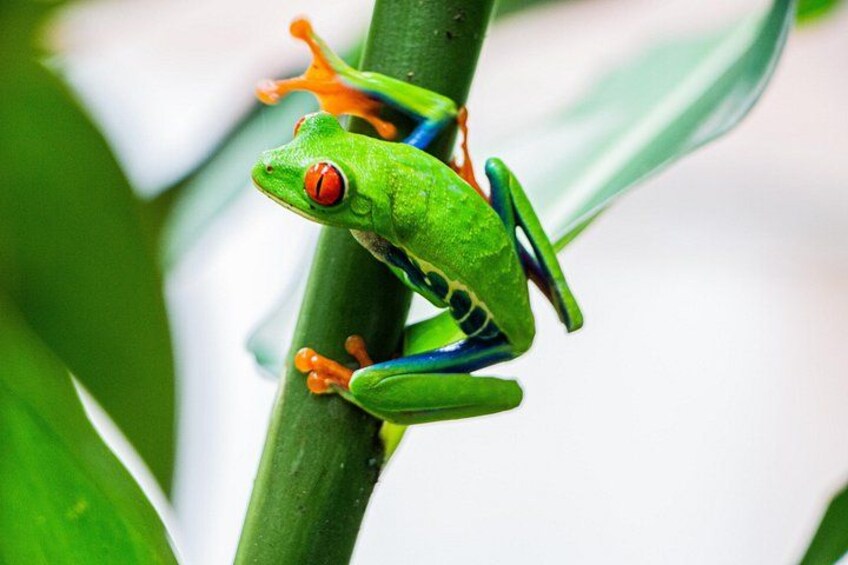 jumping leaf frog,
 Misfit Leaf Frog 4