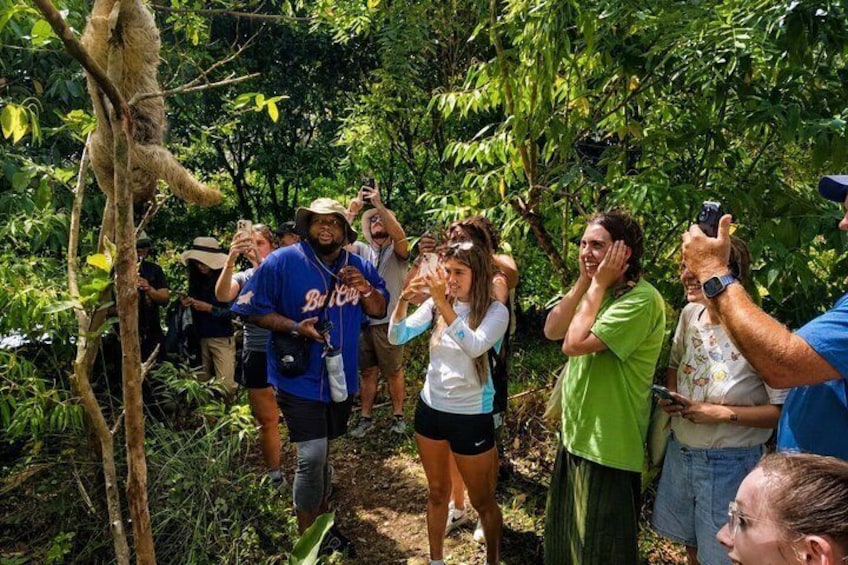 Sloth Watching, Coffee, Chocolate & Waterfall Experience 3