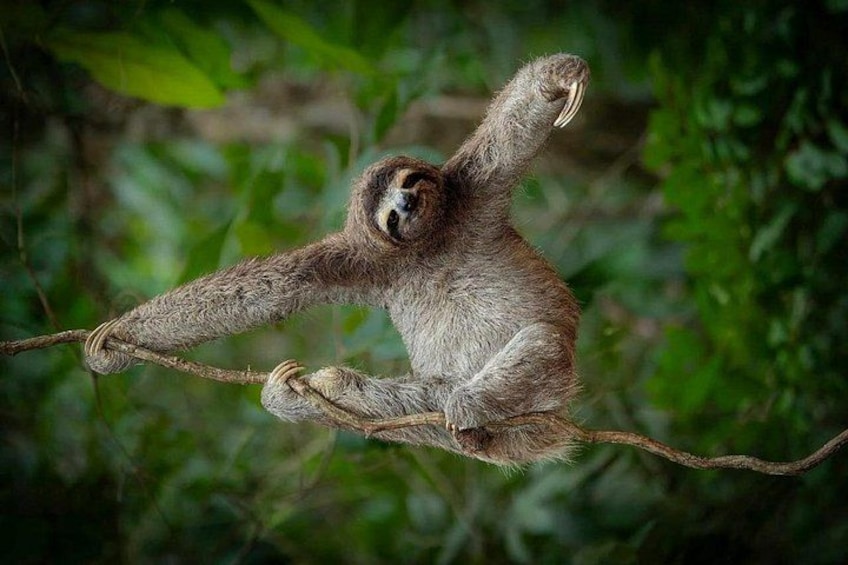 Sloth Watching & Wildlife, Coffee, Chocolate and Waterfall 2