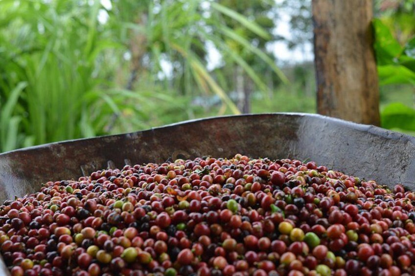 coffee fruit, our Golden bean, our coffee as authentic as our people 3