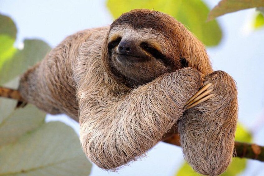 Sloth Watching & Wildlife, Coffee, Chocolate and Waterfall 5