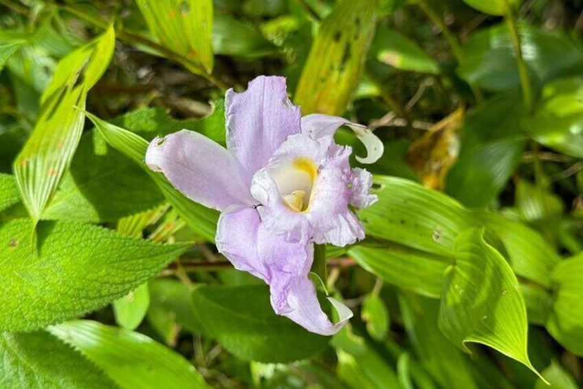 A purple flower with yellow center surrounded by green leaves. 5