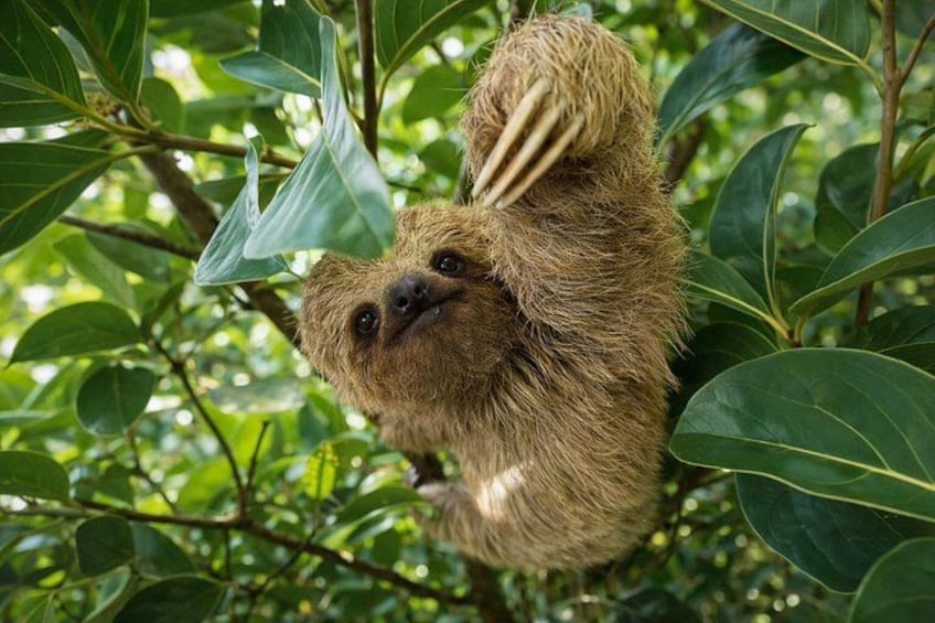 Sloth Wildlife Experience, Coffee, Chocolate & Waterfall 1