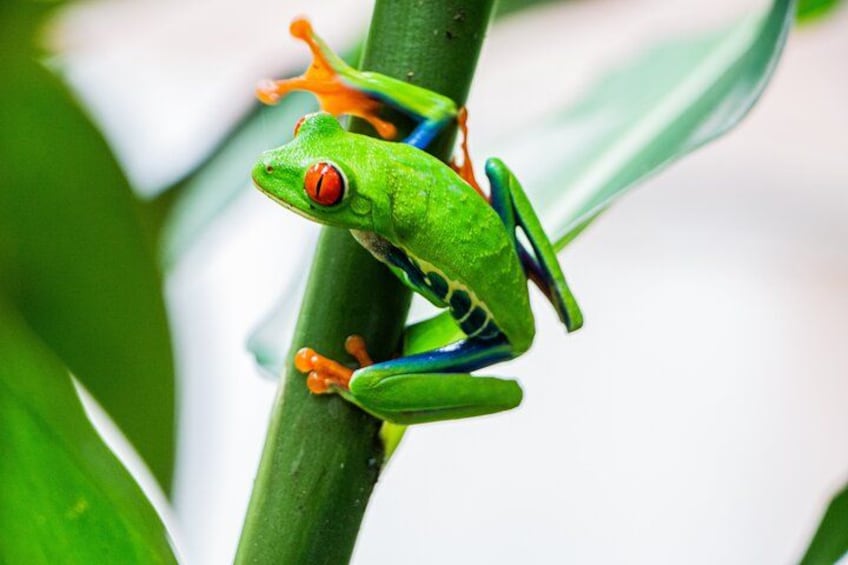 jumping leaf frog,
 Misfit Leaf Frog 5